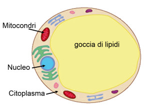 Adipociti cellule grasse